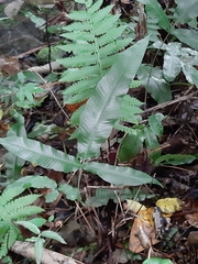 Grypothrix triphylla