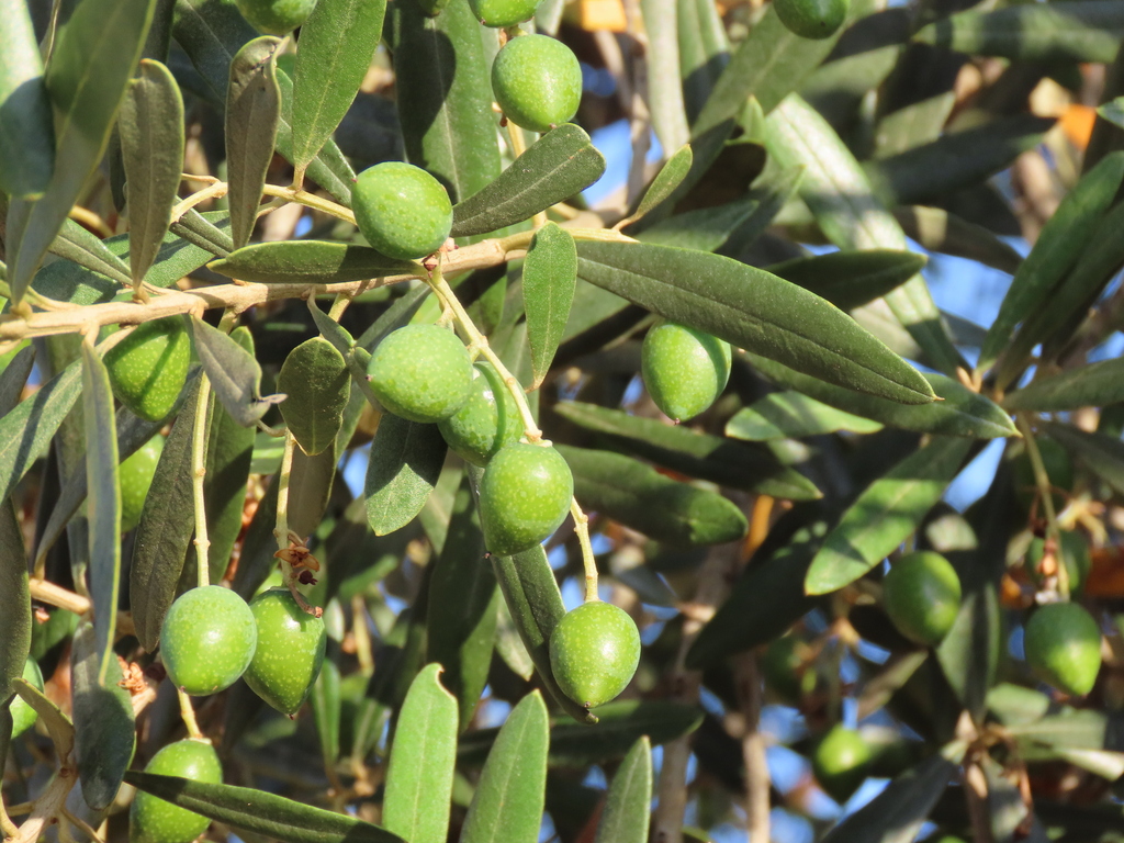 Olea europaea