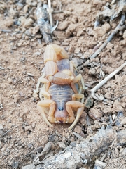 Parabuthus planicauda