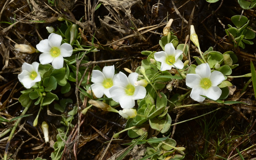 Water Sorrel