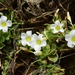 Oxalis natans - Photo (c) Vera Frith, μερικά δικαιώματα διατηρούνται (CC BY-NC), uploaded by Vera Frith