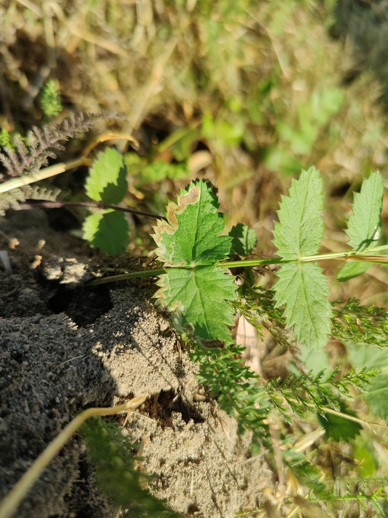 Phytomyza adjuncta