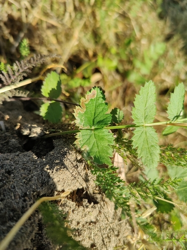 Phytomyza adjuncta