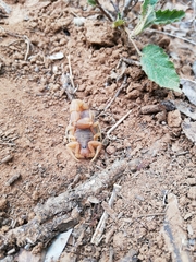 Parabuthus planicauda