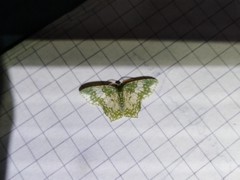 Chloropteryx dealbata