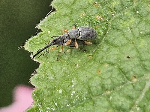 Hollyhock Weevil, 6909 AL Babberich, Nederland, photo 9 of 10