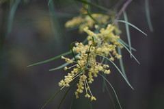 Acacia mucronata longifolia