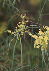 Acacia mucronata longifolia