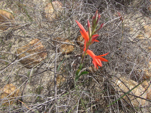 Image of Watsonia spectabilis by (c) douglaseustonbrown, some rights reserved (CC BY-SA)