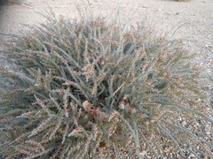 Reaumuria songarica