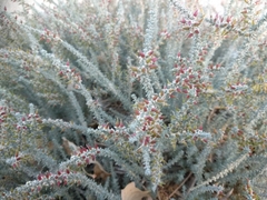 Reaumuria songarica