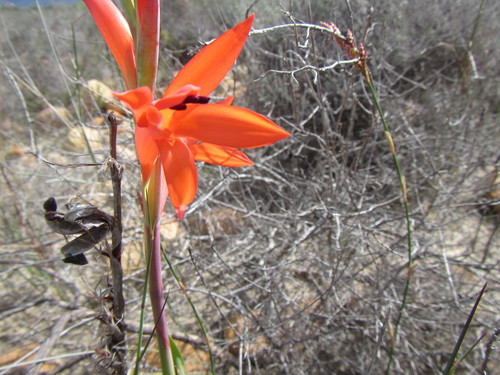 Image of Watsonia spectabilis by (c) douglaseustonbrown, some rights reserved (CC BY-SA)