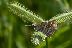 Taractrocera maevius