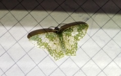 Chloropteryx dealbata