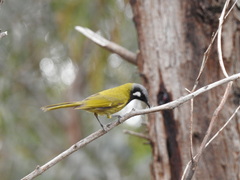 White-Eared Honeyeater photo 5