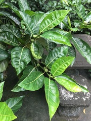 Ficus septica