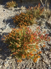 Anabasis brevifolia