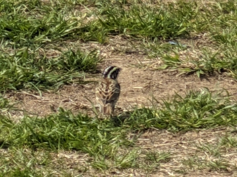 Yellow-browed Bunting