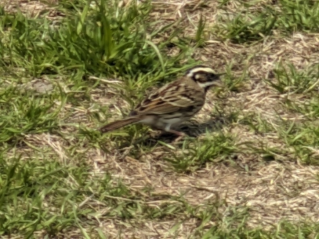Yellow-browed Bunting