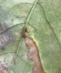 Neuroterus anthracinus