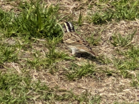 Yellow-browed Bunting