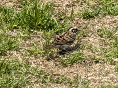 Yellow-browed Bunting