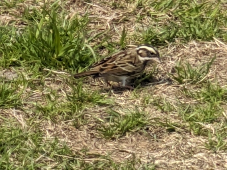 Yellow-browed Bunting