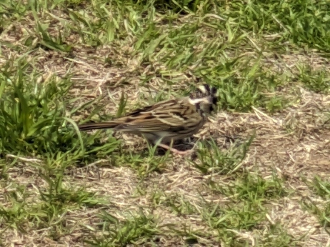 Yellow-browed Bunting