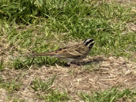 Yellow-browed Bunting