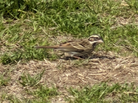 Yellow-browed Bunting