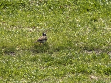 Yellow-browed Bunting