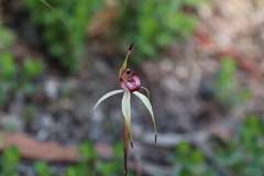 Caladenia reticulata
