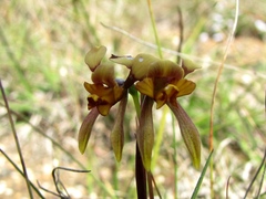 Diuris palustris