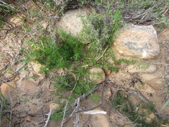 Chamarea capensis