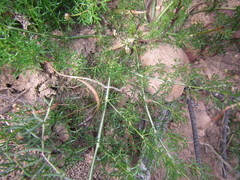 Chamarea capensis