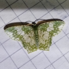 Chloropteryx dealbata