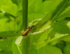 Chrysanthia geniculata