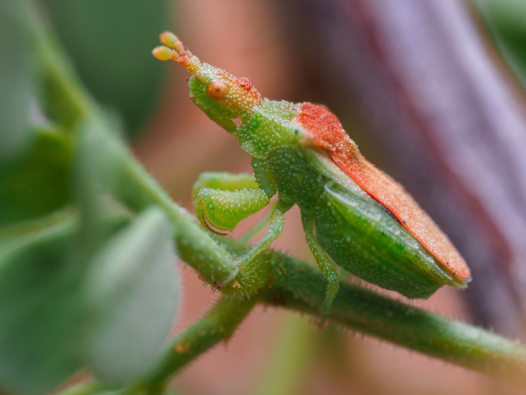 Ambush Bugs