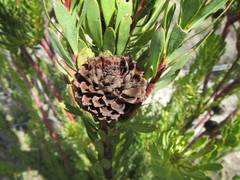 Leucadendron chamelaea