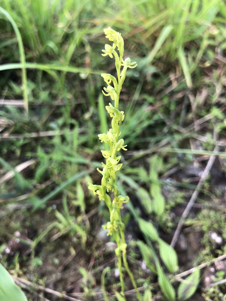 Habenaria peristyloides