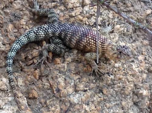 Granite Spiny Lizard