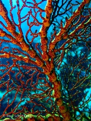 Melithaea