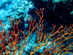 Melithaea