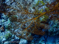 Melithaea