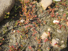 Crassula vaillantii