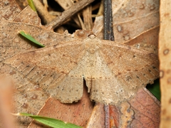 Taxeotis perlinearia