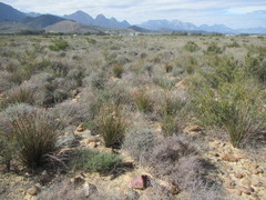 Schoenus pseudoloreus