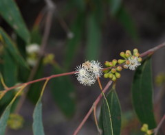 Eucalyptus radiata radiata