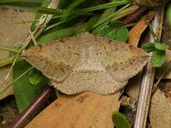 Taxeotis perlinearia
