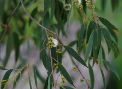 Eucalyptus radiata radiata